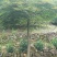 羽毛枫精品羽毛枫6-20公分