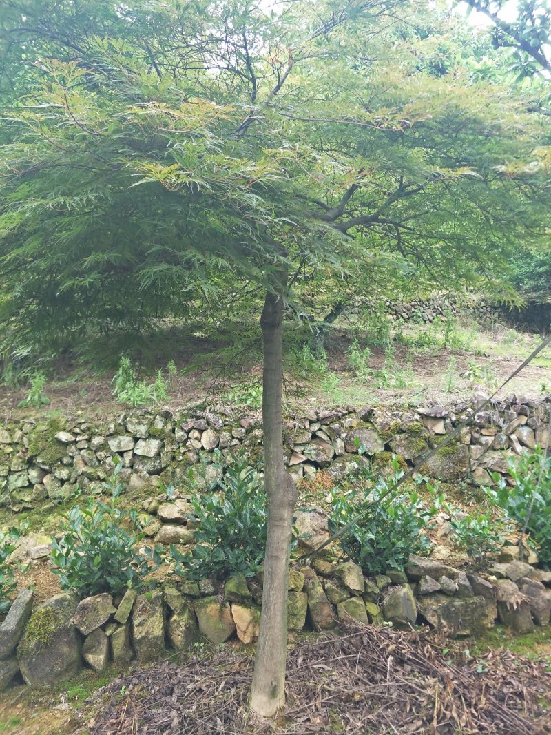 羽毛枫精品羽毛枫6-20公分