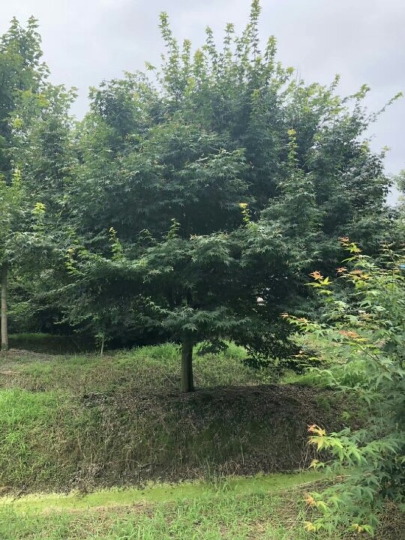 鸡爪槭7-25公分小叶鸡爪槭