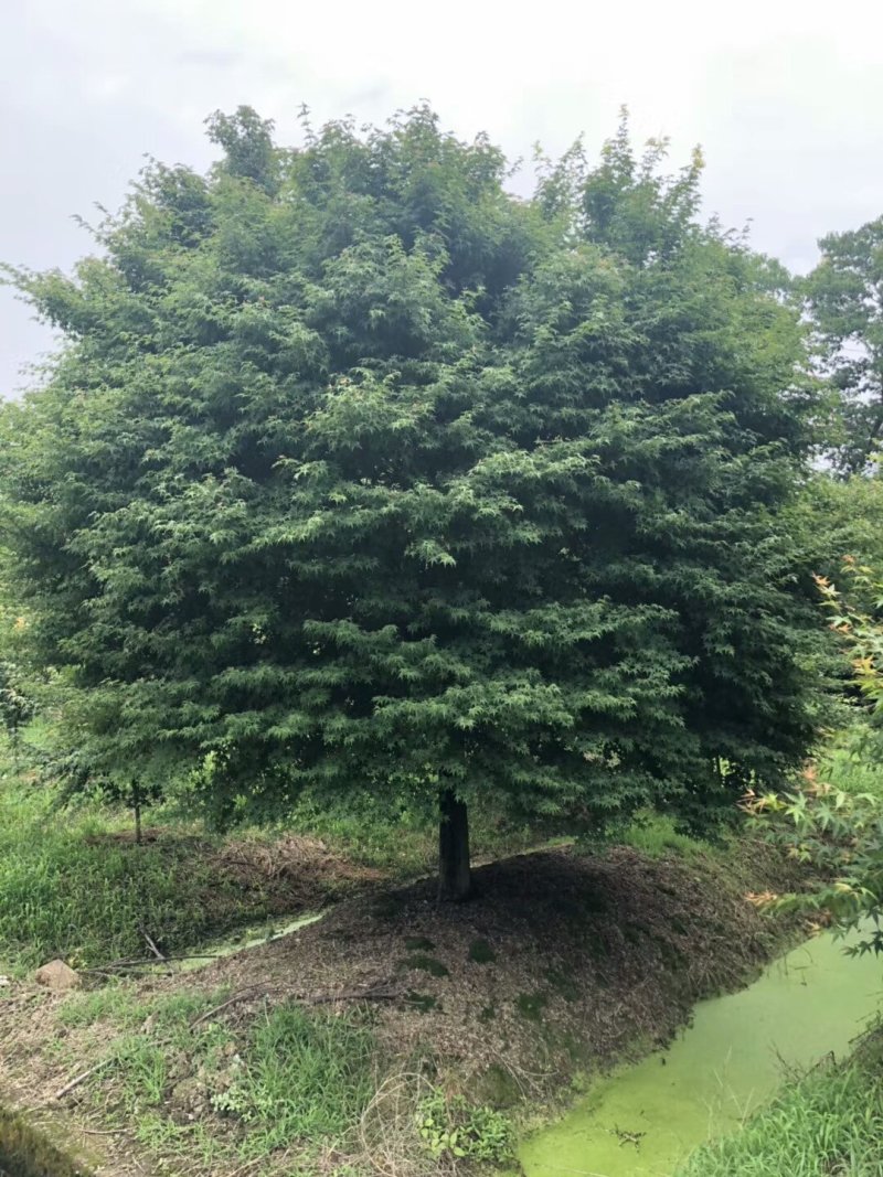 鸡爪槭7-25公分小叶鸡爪槭