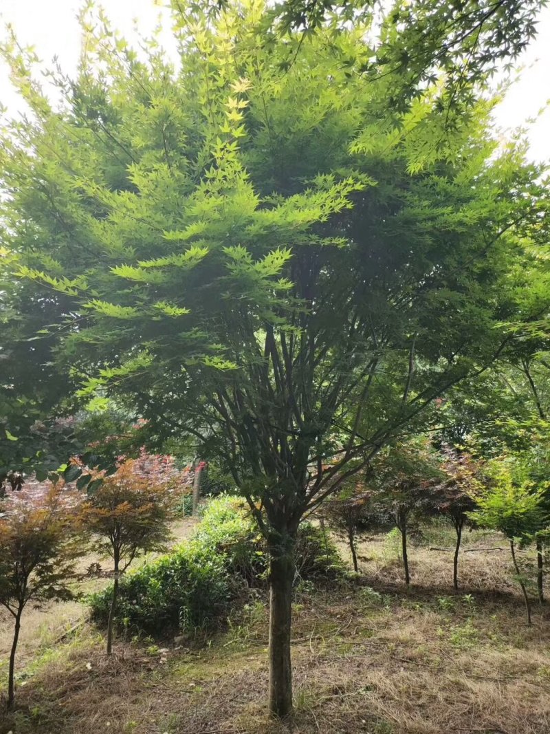 鸡爪槭7-25公分小叶鸡爪槭