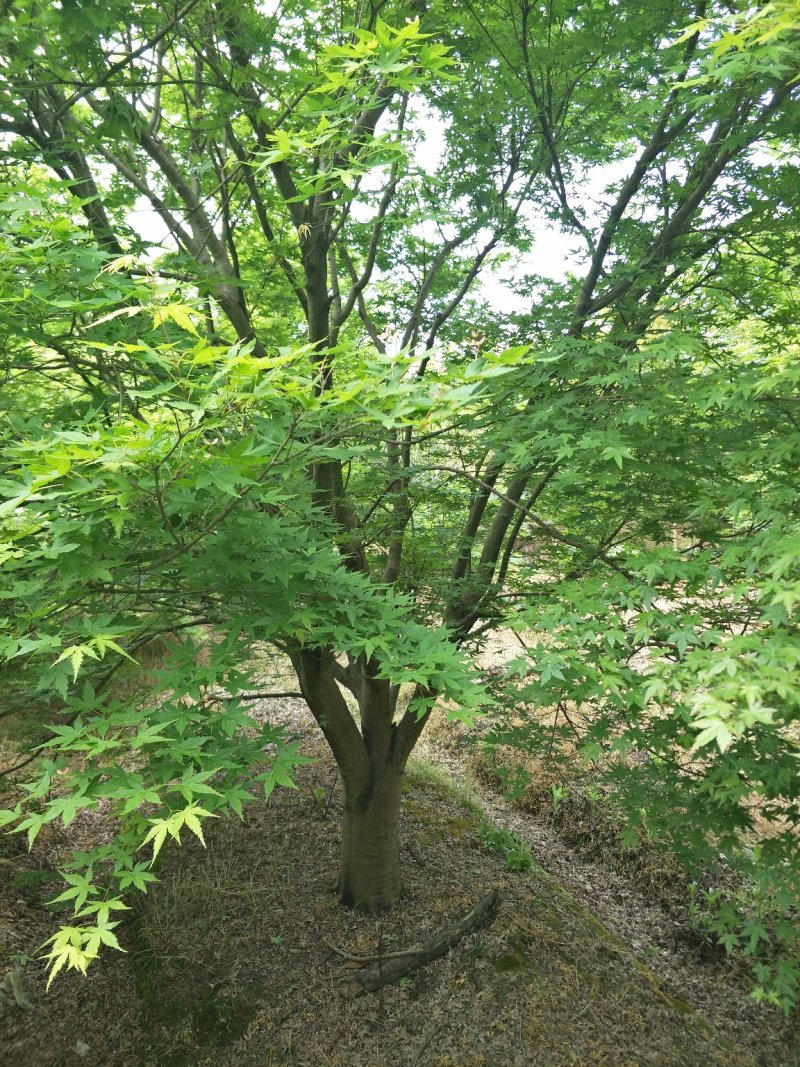 鸡爪槭7-28公分精品苗