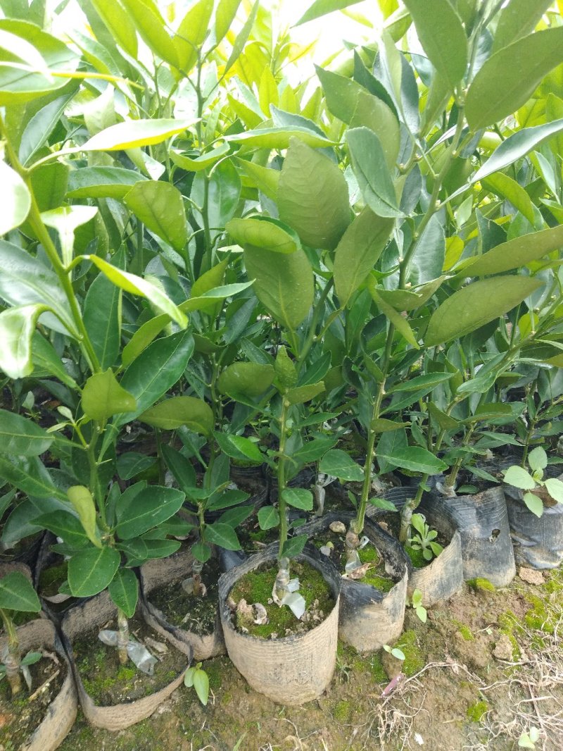 甘平柑橘苗，晚熟，糖度高，易薄皮，大果形，丰产量好。