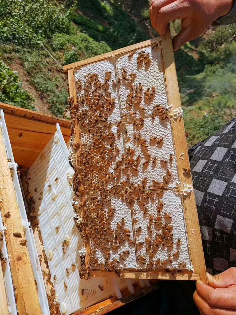 土蜂蜜，贵州农村大山里的百花蜜，保证现取新鲜