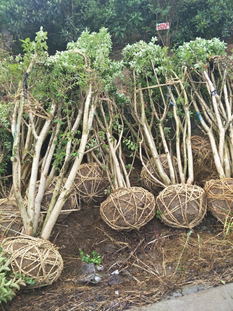 丛生紫薇丛生250-450冠幅