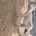 萨福克羊萨福克种羊肉羊种羊绵羊羊羔包邮包活