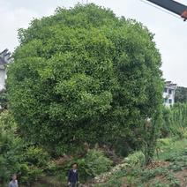 八月桂自然冠未修剪4米-5米