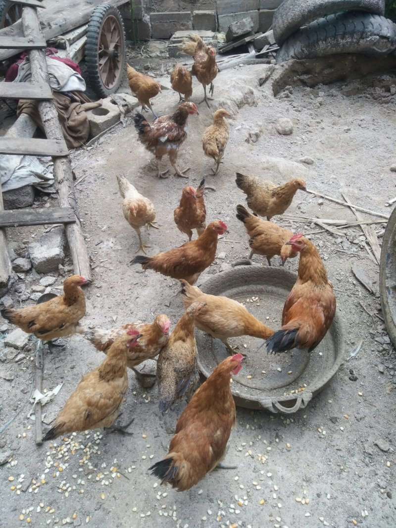 自家散养土鸡，贵州土鸡，公母都有，六个月以上