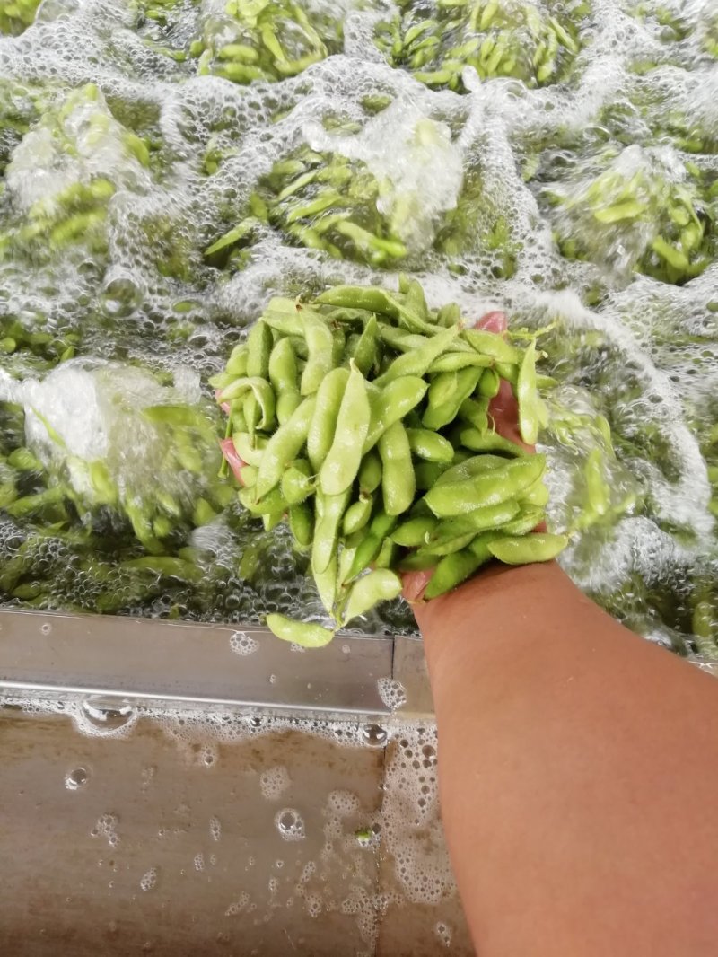 毛豆大量上市翠绿宝毛豆大棚种植货源充足欢迎咨询