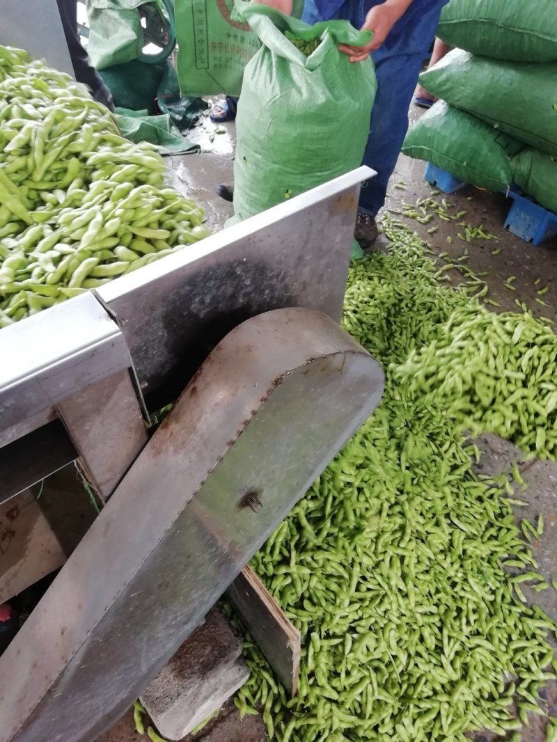 毛豆已上市，翠绿宝大棚种植，设备齐全需要的联系。