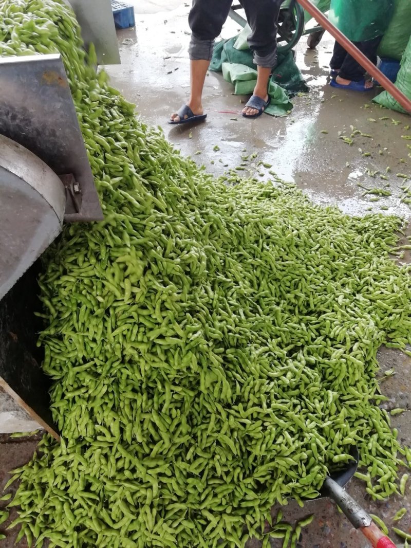 毛豆已上市，翠绿宝大棚种植，设备齐全需要的联系。