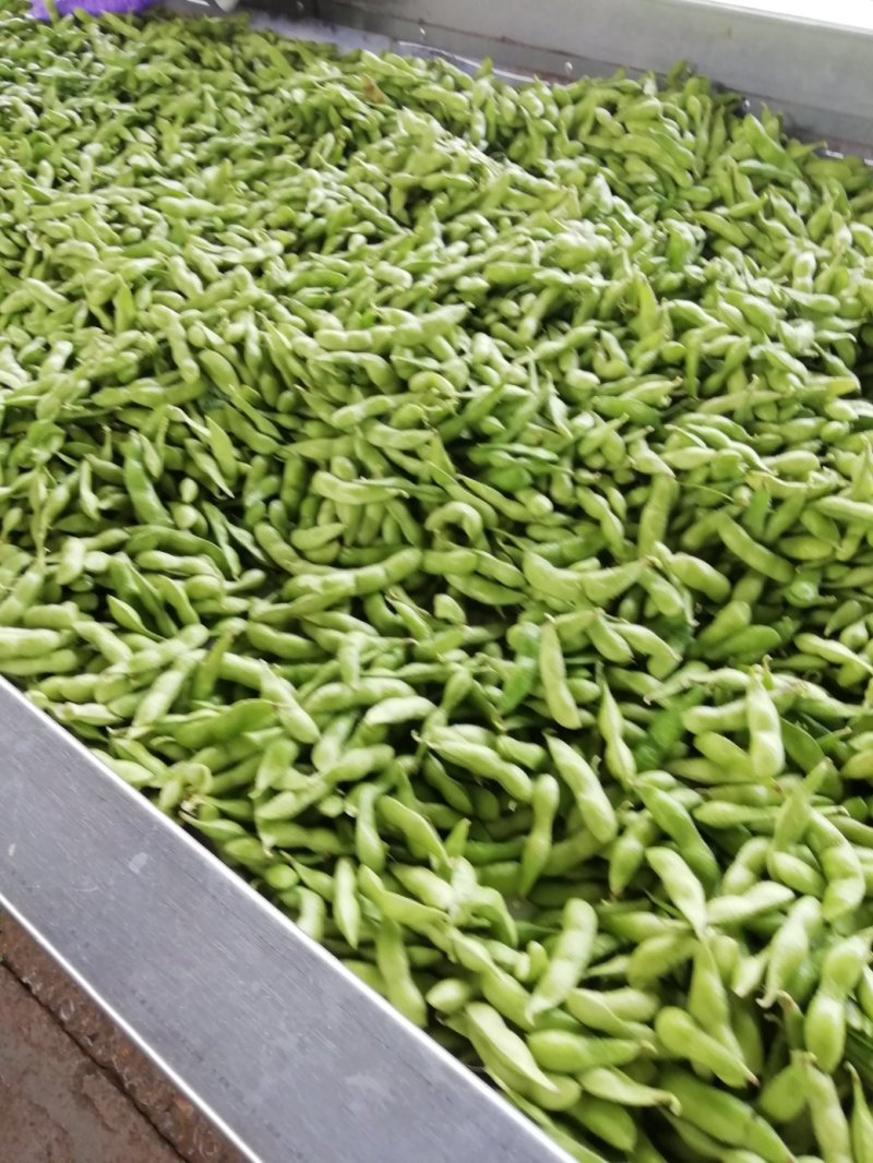 【实力商家】毛豆已上市翠绿宝设备冷库齐全欢迎老板咨询