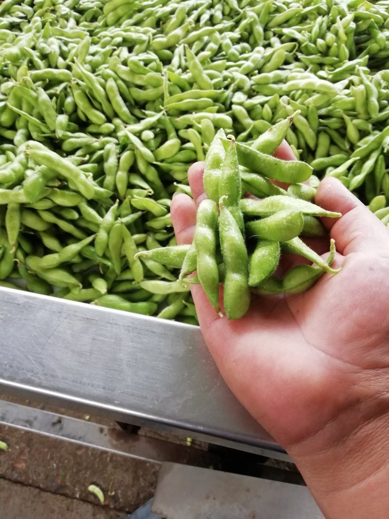 【实力商家】毛豆已上市翠绿宝设备冷库齐全欢迎老板咨询