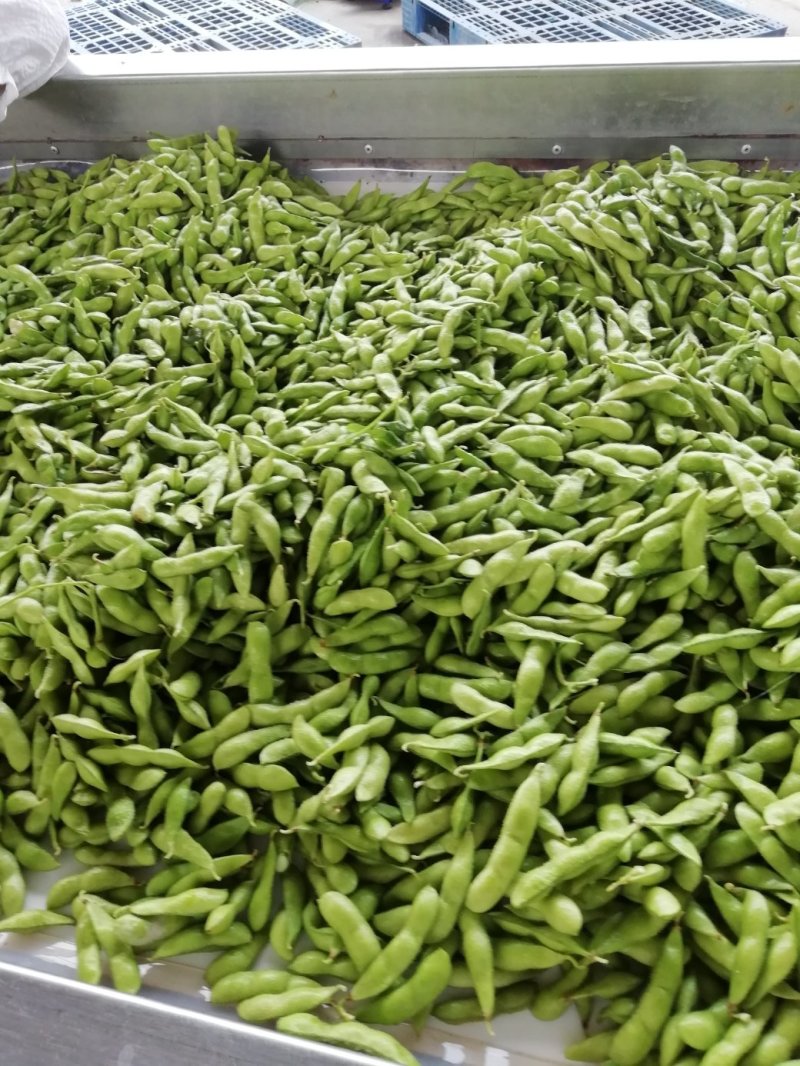【实力商家】毛豆已上市翠绿宝设备冷库齐全欢迎老板咨询