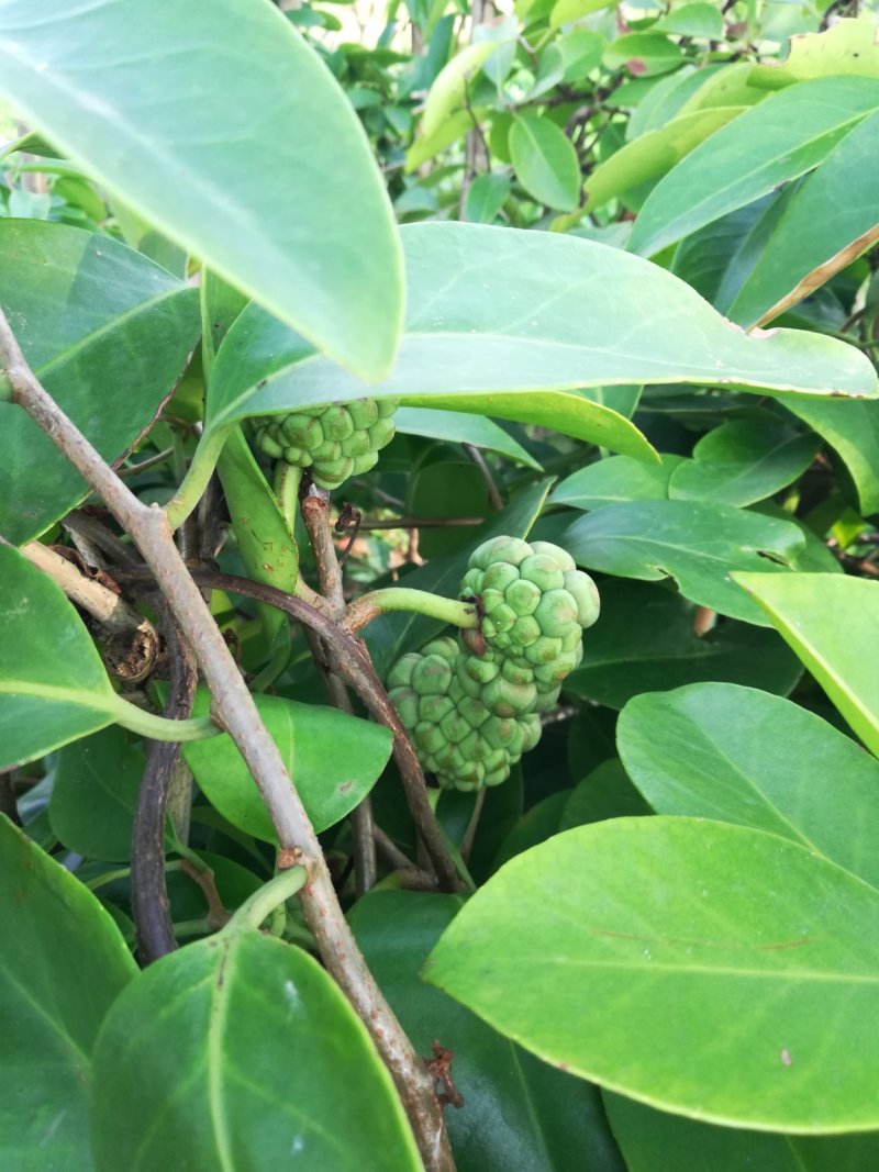 大量供应优质黑老虎果子布福娜大量上市产地直发