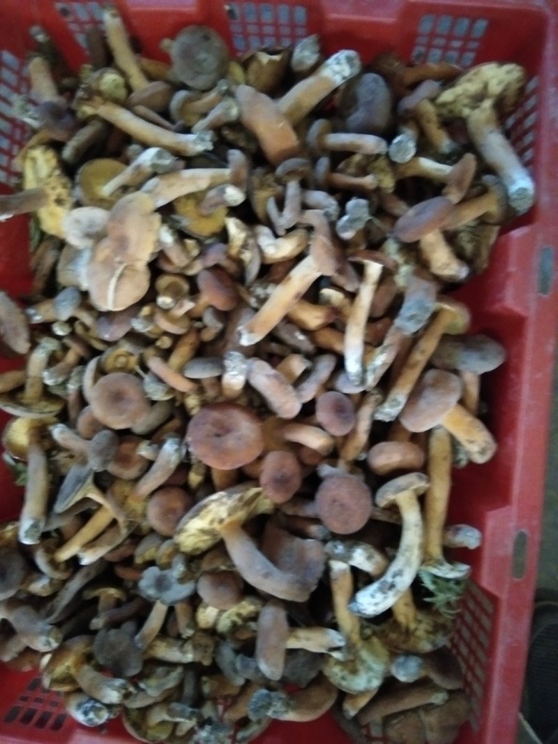 奶浆菌，大黑阳肝菌，奶浆菌，价格美丽