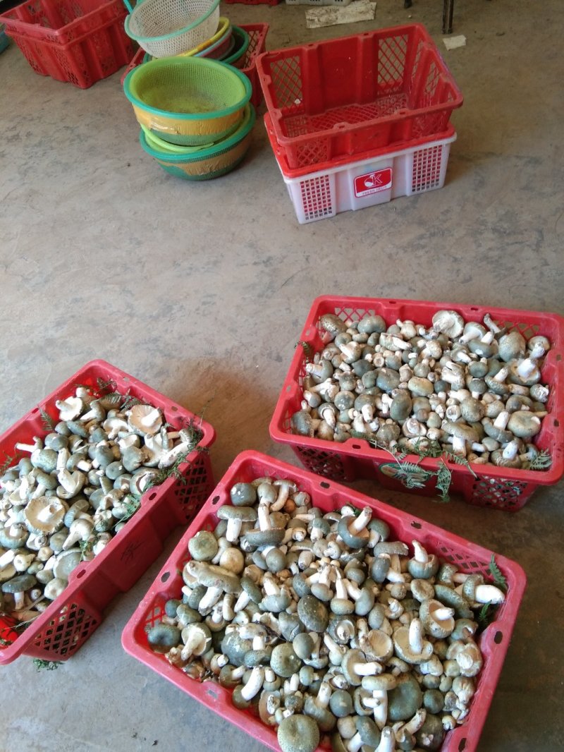 奶浆菌，大黑阳肝菌，奶浆菌，价格美丽