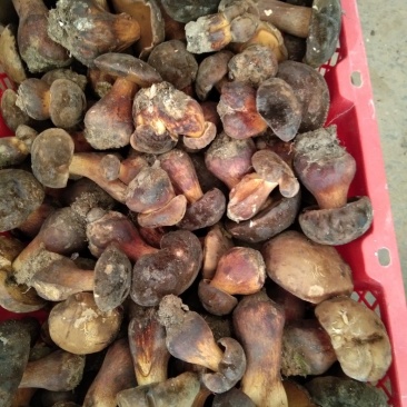 奶浆菌，大黑阳肝菌，奶浆菌，价格美丽