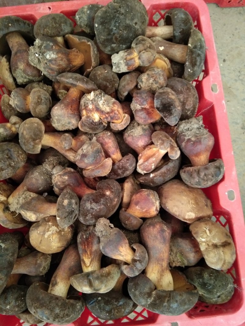 奶浆菌，大黑阳肝菌，奶浆菌，价格美丽