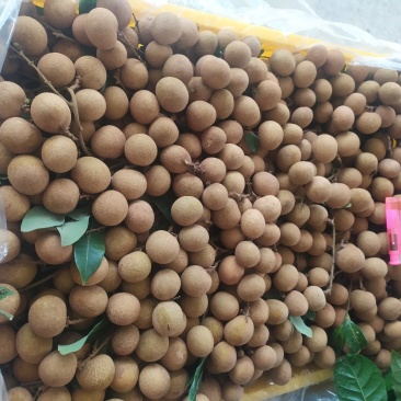 现在石硖和储良龙眼都上市了，欢迎各位老板来电