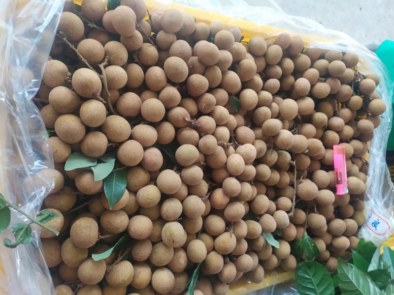 现在石硖和储良龙眼都上市了，欢迎各位老板来电