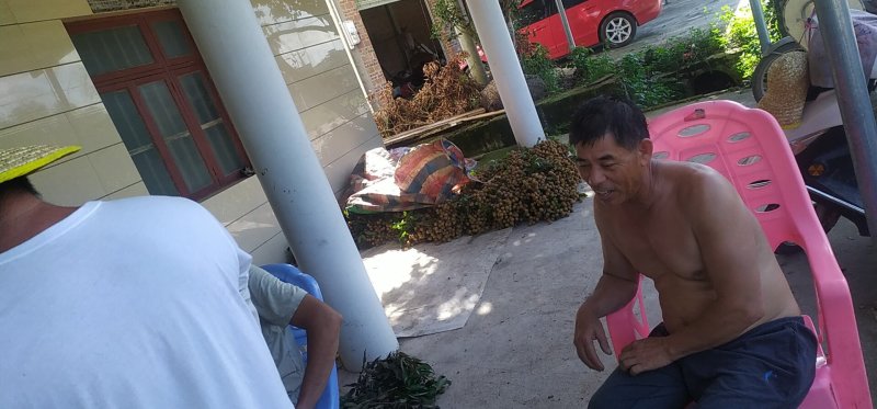 现在石硖和储良龙眼都上市了，欢迎各位老板来电