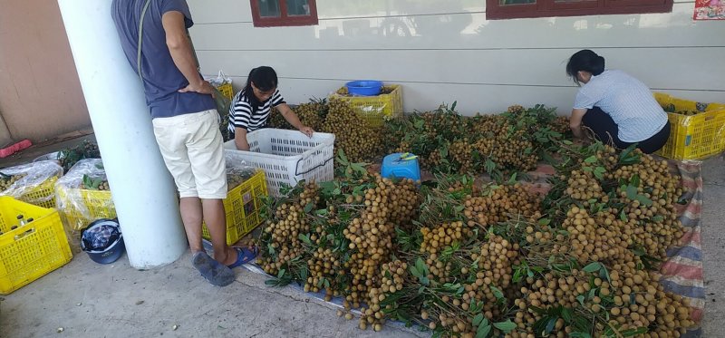 现在石硖和储良龙眼都上市了，欢迎各位老板来电