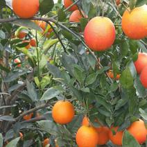 塔罗科血橙苗(基地直供，品种纯正