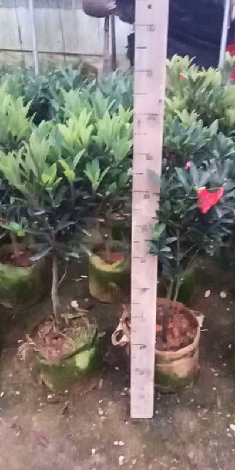 大量出售各种绿化苗木