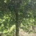 大量出售各种绿化苗木