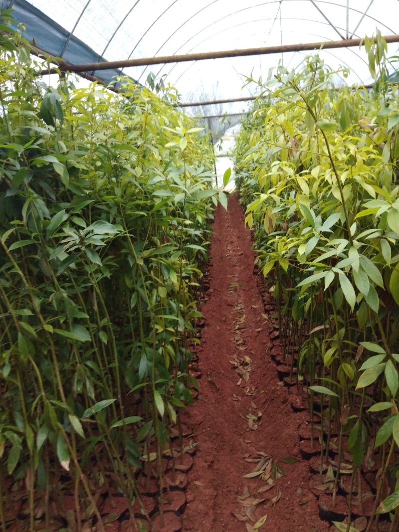 大量出售各种绿化苗木