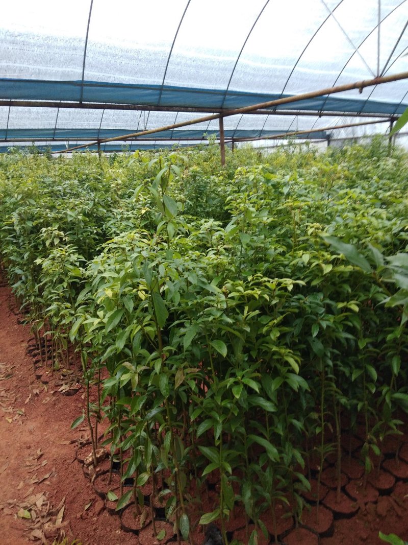 大量出售各种绿化苗木