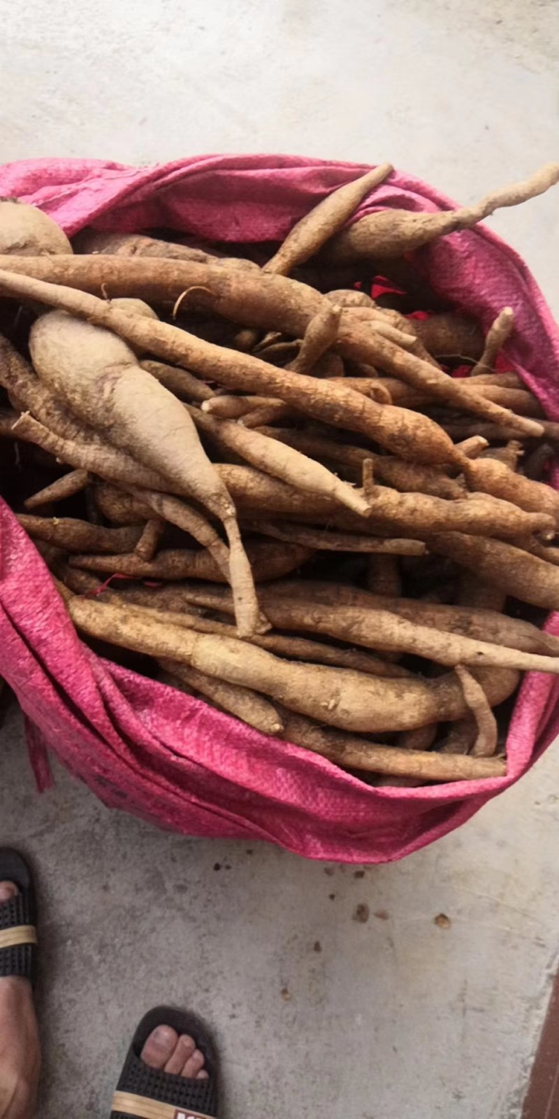 野生牛大力