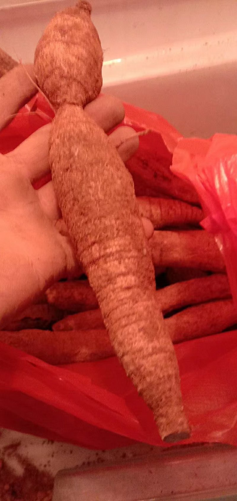 野生牛大力