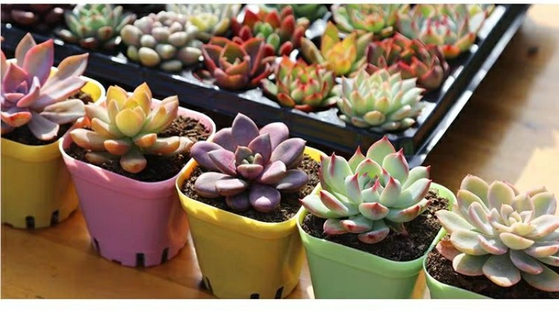 ✅精品多肉多肉植物绿植防辐射花卉盆栽多肉植物批发