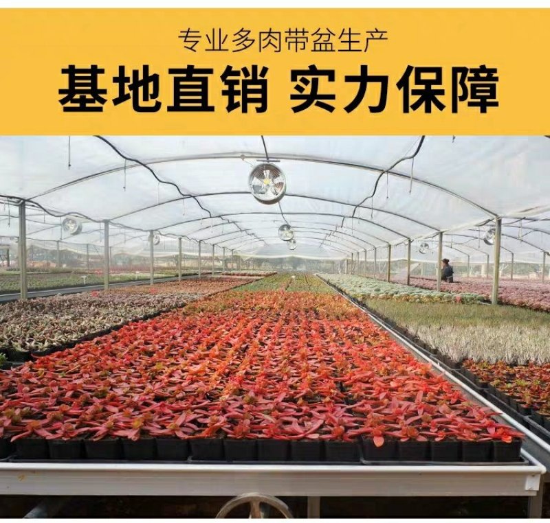 ✅精品多肉多肉植物绿植防辐射花卉盆栽多肉植物批发