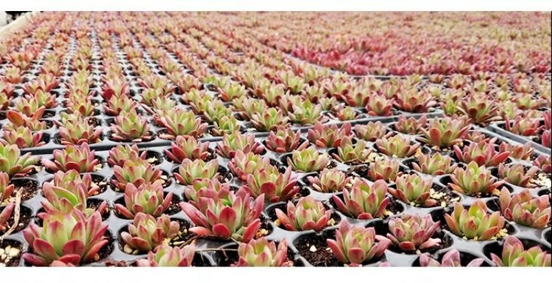 ✅精品多肉多肉植物绿植防辐射花卉盆栽多肉植物批发