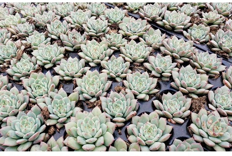 ✅精品多肉多肉植物绿植防辐射花卉盆栽多肉植物批发
