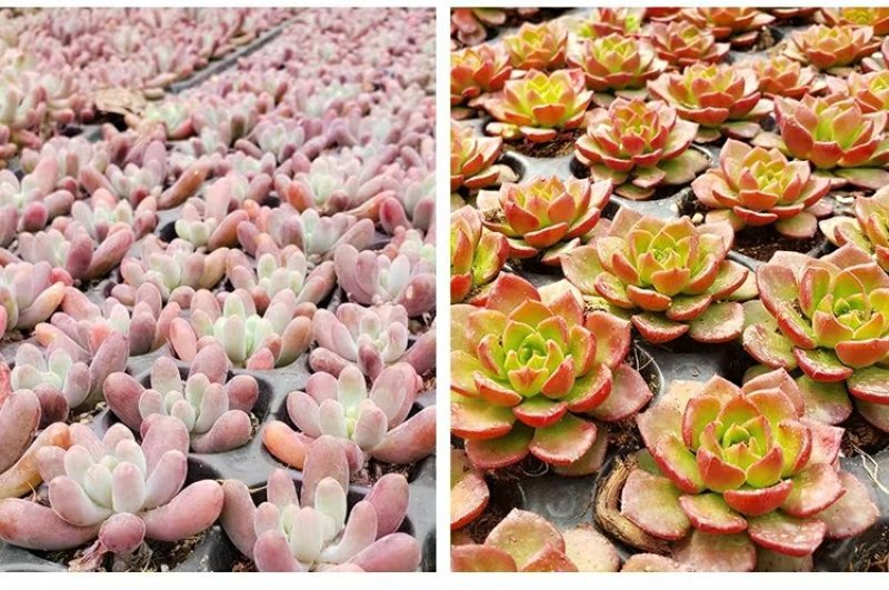 ✅精品多肉多肉植物绿植防辐射花卉盆栽多肉植物批发