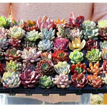 ✅精品多肉多肉植物绿植防辐射花卉盆栽多肉植物批发