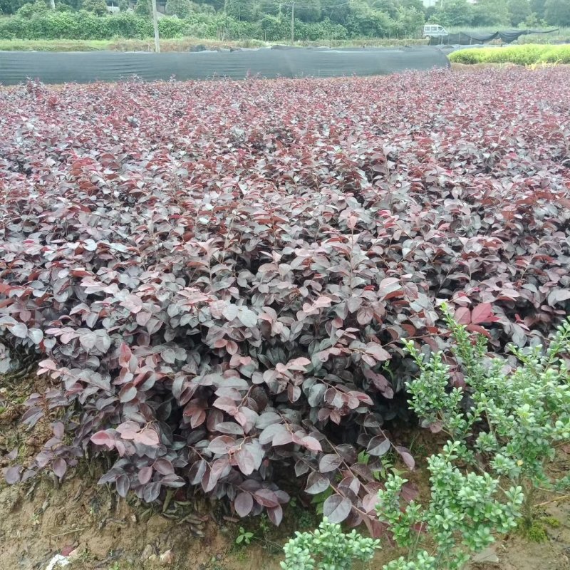 红花檵木大杯苗容器苗钵苗