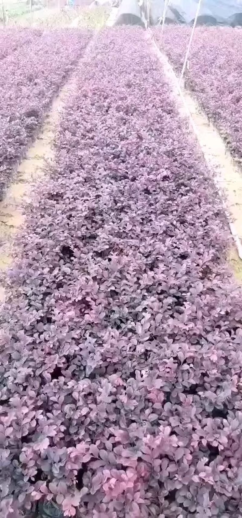 红花继木大杯色块地被苗