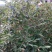 新品种大果蓝靛果两年苗蓓蕾苗南北方大地露天种植