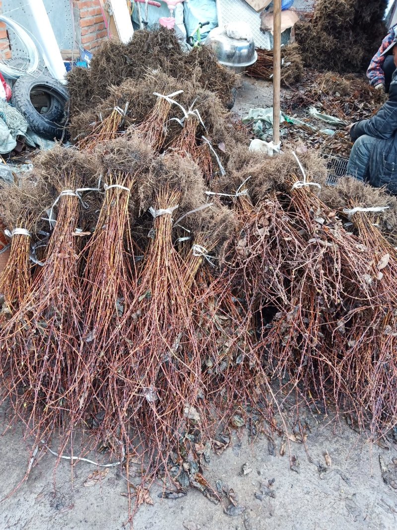 新品种大果蓝靛果两年苗蓓蕾苗南北方大地露天种植