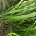 大量出售韭菜