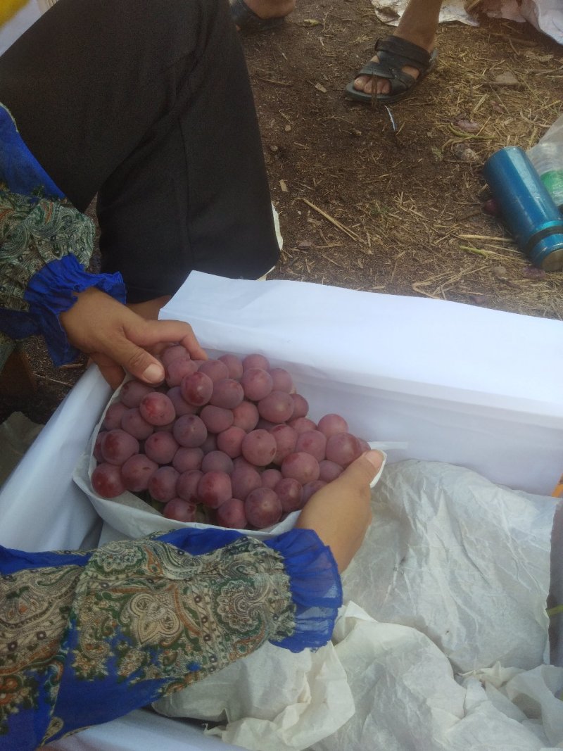 红提5%以下2~3斤