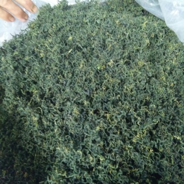 绞股蓝茶