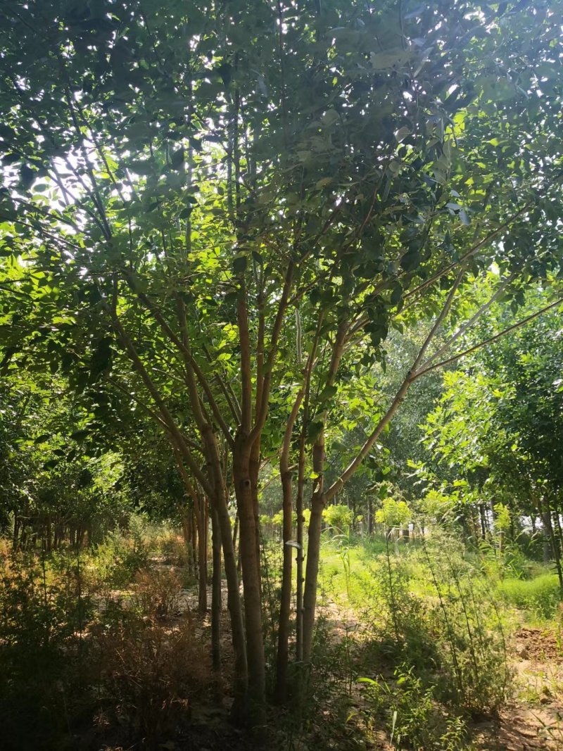 精品丛生白蜡，五分支以上