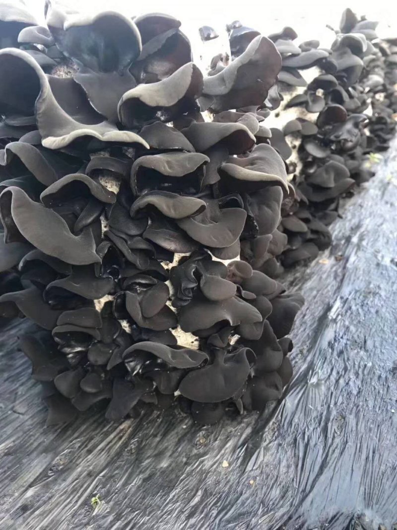 木耳
