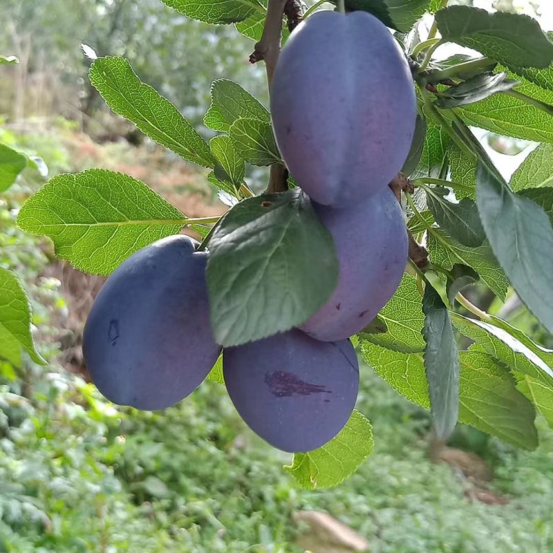 陕西大荔西梅李子大量上市中